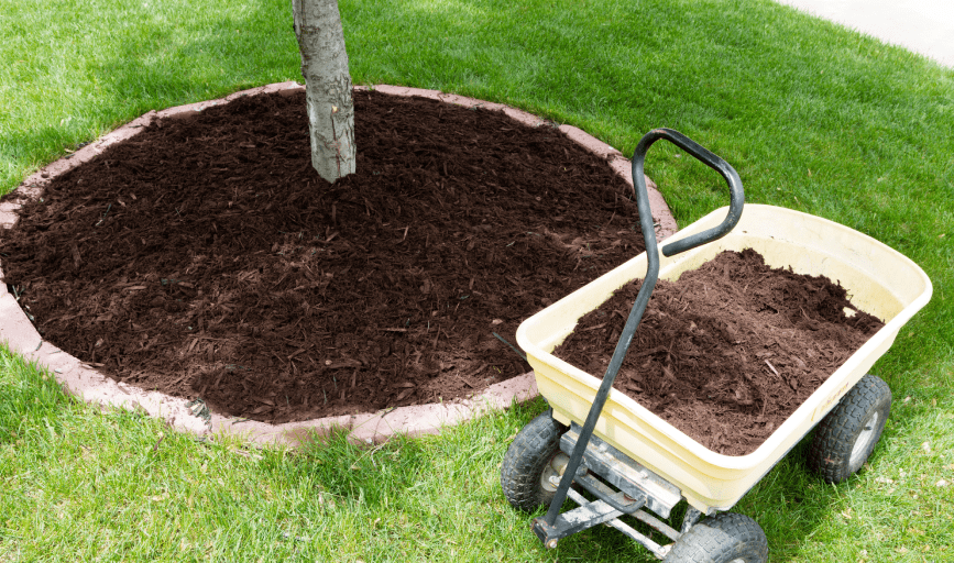Living Green & Services